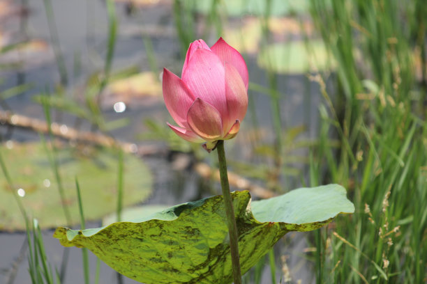 莲花。图片下载
