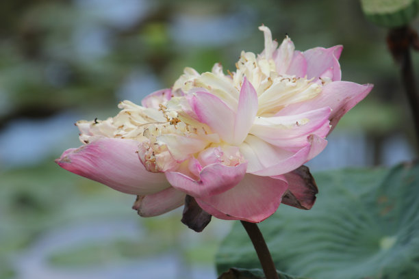 莲花。图片下载