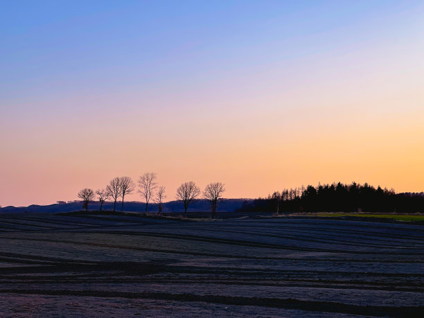 夕阳下的田野和树木图片下载