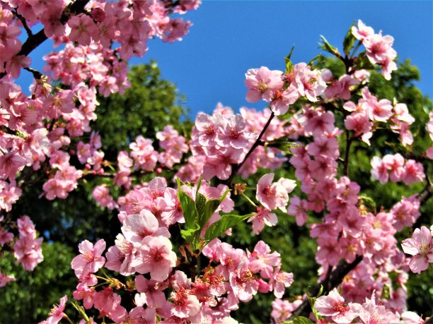 日本。3月。梅花在蓝天常青树的映衬下绽放。图片下载