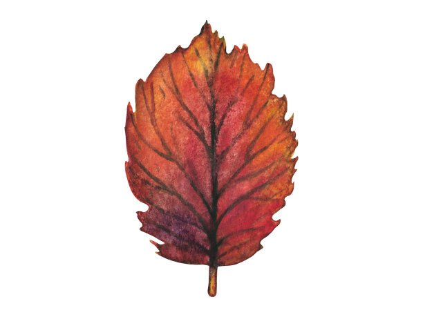 一套五彩缤纷的秋叶。水彩插图。图片下载