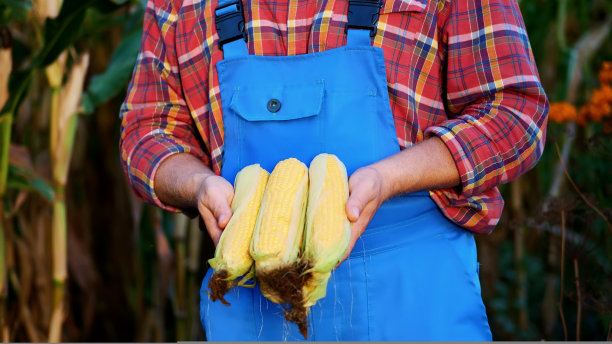 农民的男性手里拿着几根玉米棒子，农民穿着格子衬衫和蓝色工作服，背景是种玉米。检查一下玉米的质量。图片下载