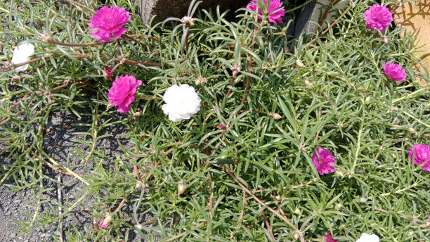 马齿苋花正在盛开图片下载