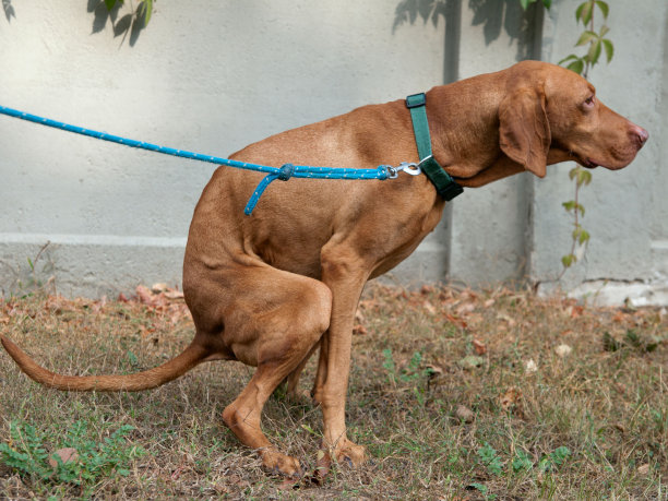 有趣的狗狗便便图片下载