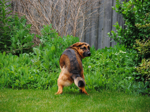 有趣的狗狗便便图片下载
