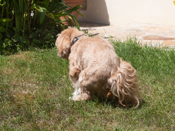有趣的狗狗便便图片下载