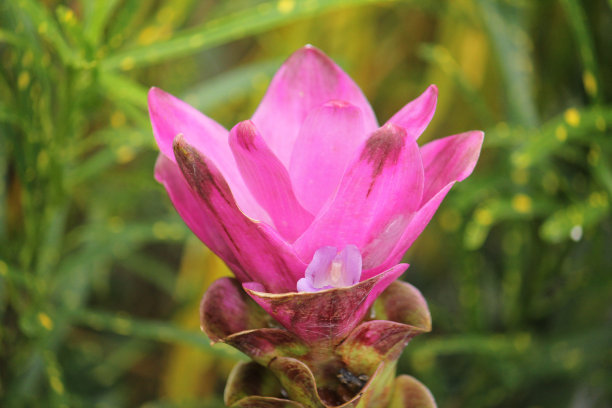 姜黄有一个大的粉紫色的花，喜欢在雨季开花。图片下载