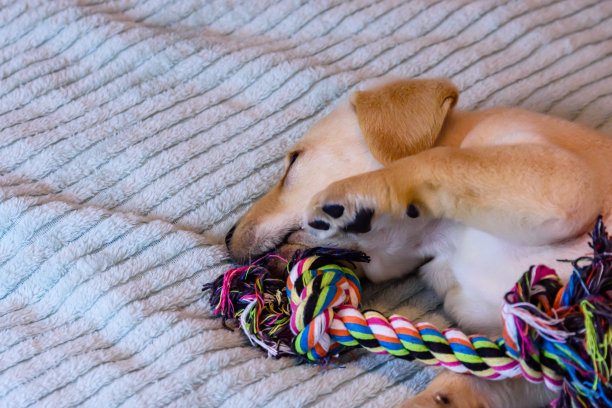 拉布拉多猎犬的纯种幼犬正在玩绳子玩具图片下载