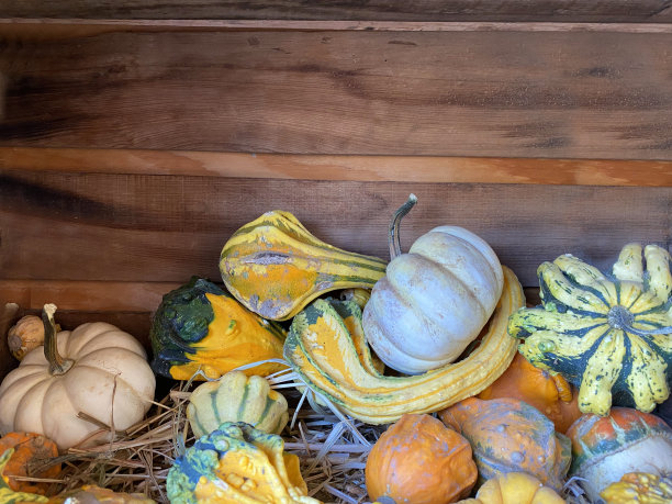 感恩节葫芦图片下载