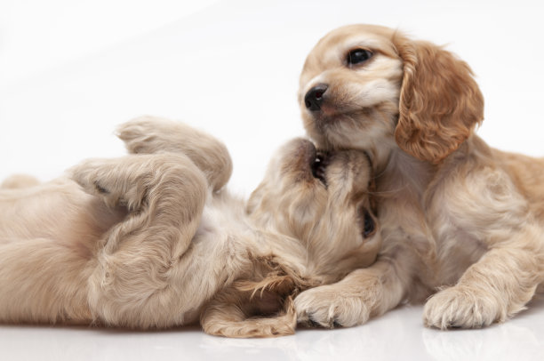 白色背景的可卡犬幼犬图片下载