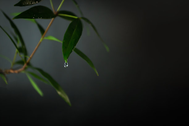 天然有机植物精华或水，一滴油在绿叶的尖端。天然油的概念。图片下载