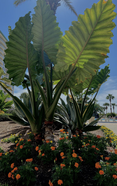 洋芋植物也叫象耳图片下载