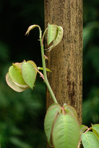 玫瑰的嫩叶图片下载