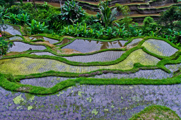 的稻田图片下载