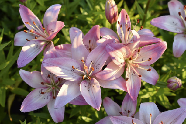 花园里有红色和白色的百合花。百合花特写。图片下载