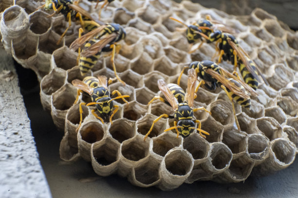 黄外套的黄蜂巢被黄蜂覆盖图片下载