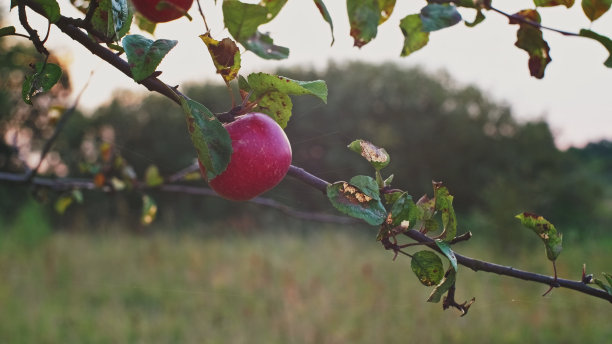 果园里挂在树枝上的成熟果实图片下载