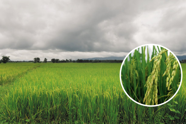 水稻种子产量扩大f图片下载