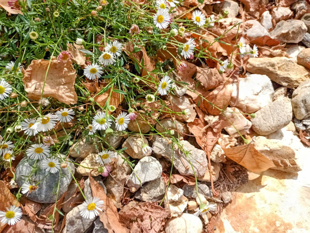 小光花，叶子和石头图片下载