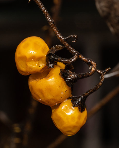 三个橘子浆果在冬天图片下载