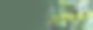 旗帜绿咖啡豆浆果植物新鲜的生种子咖啡树生长在生态有机农场。全景绿色种子浆果收获阿拉比卡咖啡花园。新鲜咖啡豆绿叶灌木生态浆果植物，具有复制空间图片下载
