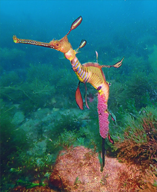 带卵的海龙图片下载