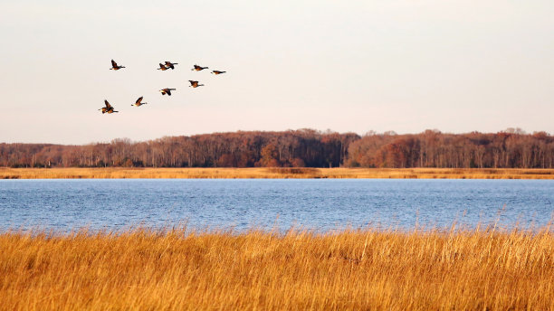 在美国特拉华州的孟买胡克国家野生动物保护区，一群正在迁徙的加拿大鹅图片下载