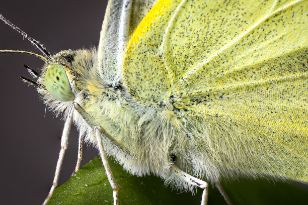 小白菜白宏头胸复眼图片下载