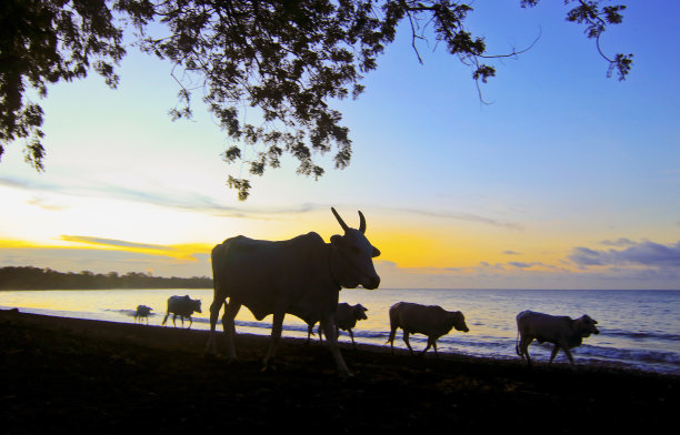 黄昏时穿过海滩的奶牛图片下载