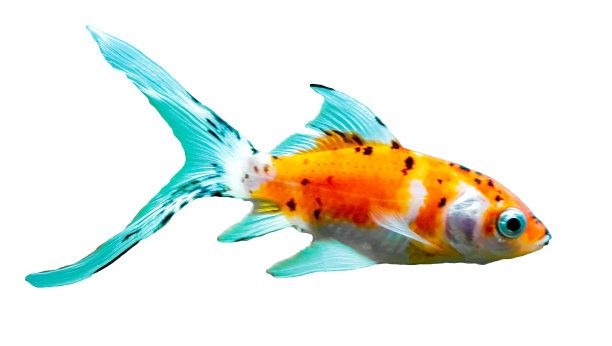 金鱼在鱼缸里独立游动图片下载