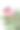 特写的粉红色变形花与白色的背景图片下载