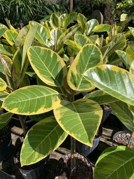 黄色和绿色的叶子在印度橡胶榕树“黄金宝石”或“黄色宝石”杂色黄金橡胶植物在南佛罗里达图片下载