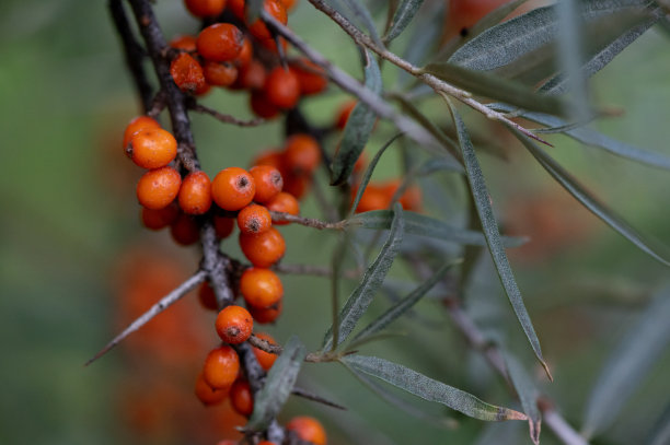秋天的沙棘浆果图片下载