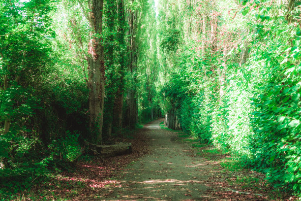 山毛榉林荫道上的绿叶在阳光下闪闪发光图片下载