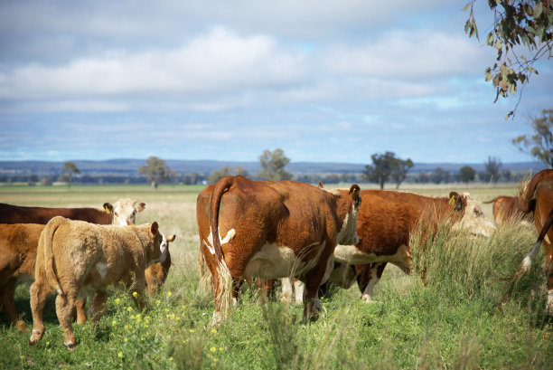 在有机绿色牧场上和小牛一起吃草的肉牛群图片下载