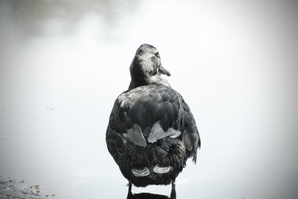 鸭子在湖图片下载