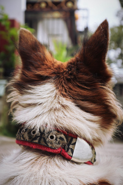 从狗的背后拍摄的一幅狗的肖像图片下载