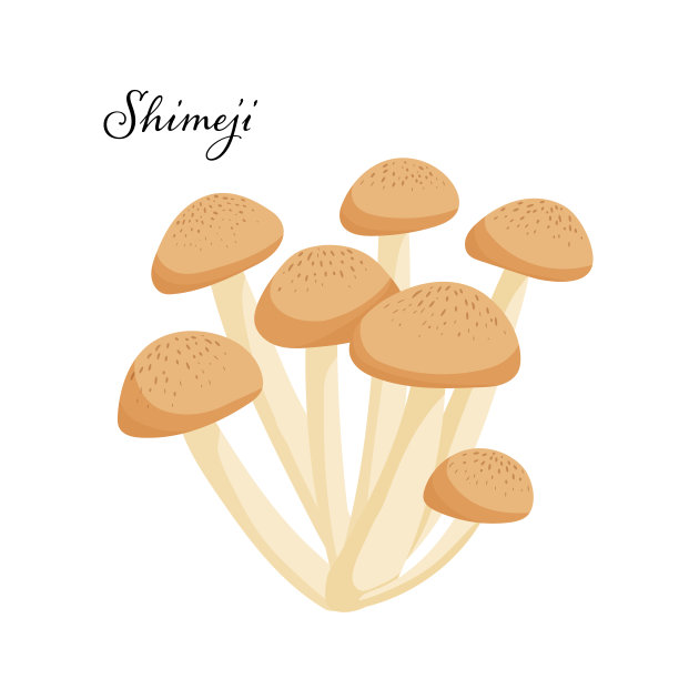 日本shimeji蘑菇。白色背景上孤立的日本食物的矢量卡通插画。生的蔬菜。图片下载