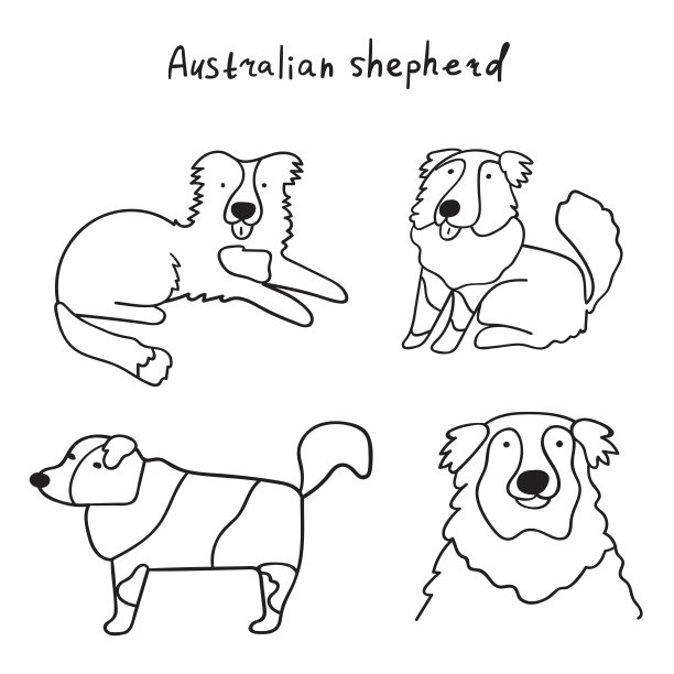 澳大利亚牧羊犬。图片下载