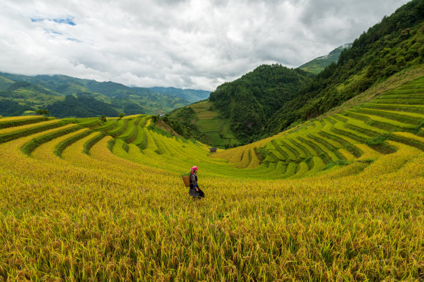 一名苗族妇女站在越南颜白木仓柴的梯田上。图片下载