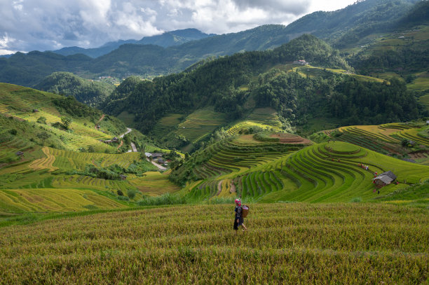 一名苗族妇女站在越南颜白木仓柴的梯田上。图片下载