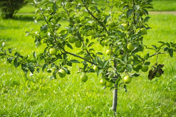 树上有青苹果。青苹果在树枝上，准备采摘，户外，选择性聚焦图片下载