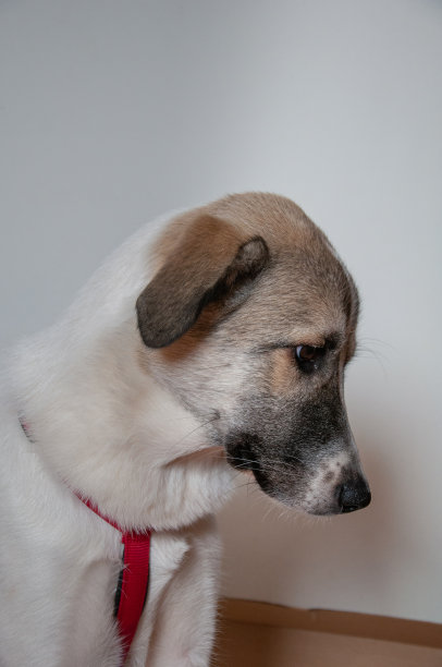 狗肖像图片下载