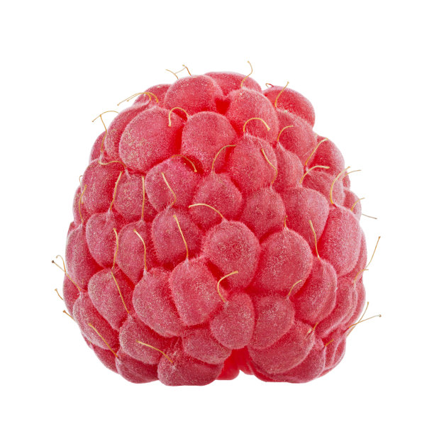 白色背景上孤立的树莓。红色浆果特写。图片下载