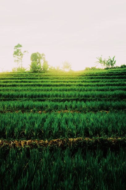 稻田图片下载