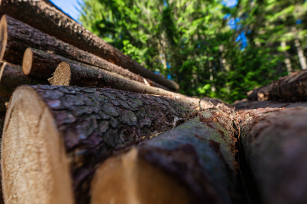 原木干桩，伐木木材森林木材工业。图片下载