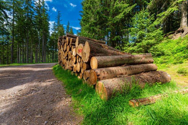 原木干桩，伐木木材森林木材工业。图片下载