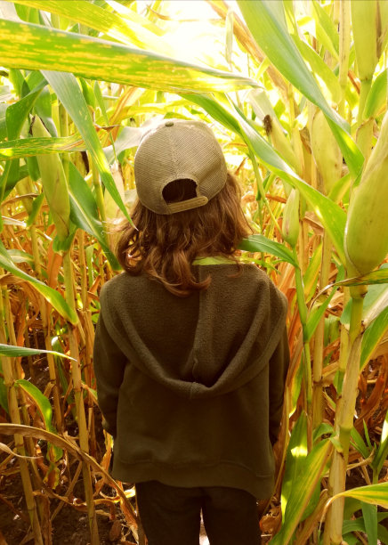 迷宫失去图片下载