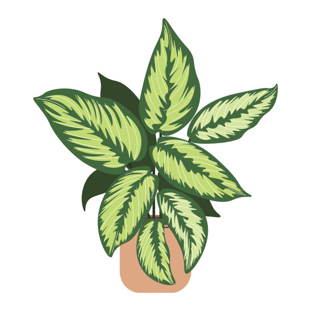 Calathea在锅上白色孤立的背景。室内盆栽植物。盆栽盆栽。手绘平面矢量插图。图片下载