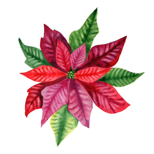 红色一品红圣诞花水彩插图。手绘新年庆祝符号。传统的冬季装饰植物。逼真的植物图像明信片和问候邀请。图片下载